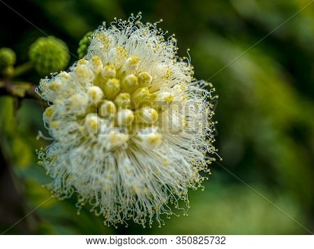 A Fascinating Close-up Of A Jumbay Blossom