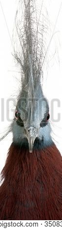 Southern Crowned Pigeon, Goura scheepmakeri, in front of white background