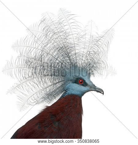 Southern Crowned Pigeon, Goura scheepmakeri, in front of white background