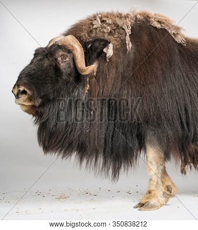 Muskox, Ovibos Moschatus, isolated on white