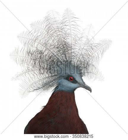 Southern Crowned Pigeon, Goura scheepmakeri, in front of white background