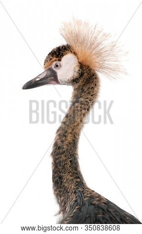 Close-up of Black Crowned Crane, Balearica pavonina pavonina, 6 months old, in front of white background