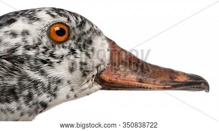 Close-up of White-winged Wood Duck, Asarcornis scutulata, in front of white background