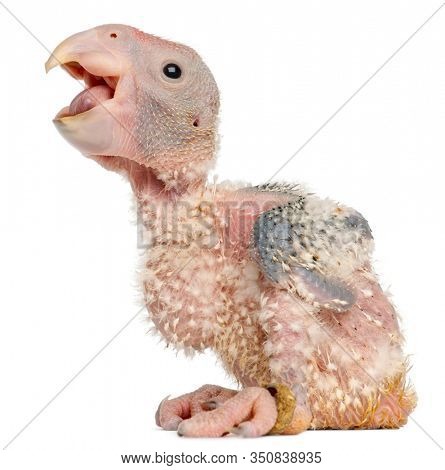 African Grey Parrot, Psittacus erithacus, 17 days old, in front of white background