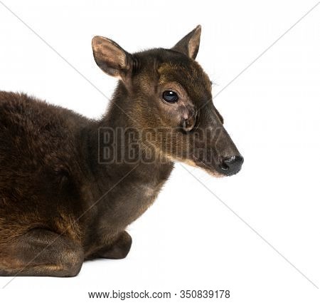 Close-up of a Visayan spotted deer, Rusa alfredi, isolated on white