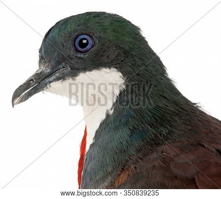 Close-up of Mindanao Bleeding-heart, Gallicolumba crinigera, adult, in front of white image