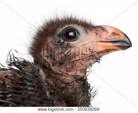 Close-up of Fischer's Turaco, Tauraco fischeri, 1 week old, in front of white background