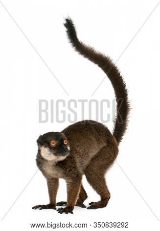 White-collared lemur, Eulemur albocollaris, 7years old, in front of white background