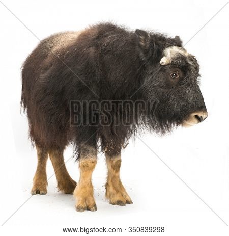 Young Muskox, Ovibos moschatus, isolated on white