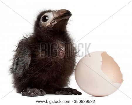 Ross's Turaco, Musophaga rossae, with his hatched egg, 1 week old, in front of white background