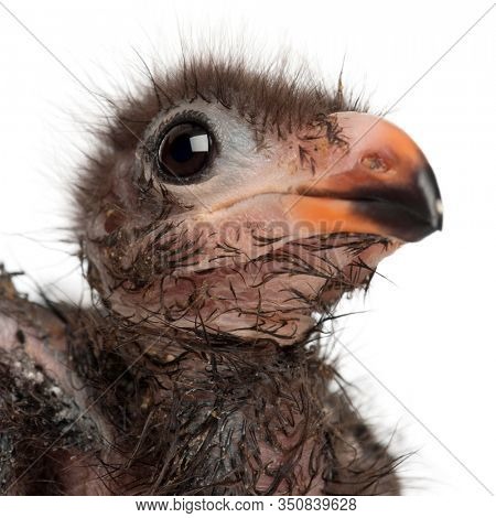 Close-up of Fischer's Turaco, Tauraco fischeri, 1 week old, in front of white background