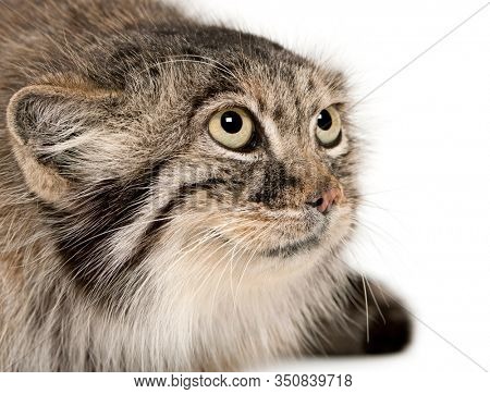 Pallas's cat, Otocolobus manul, 11 years old, in front of white background