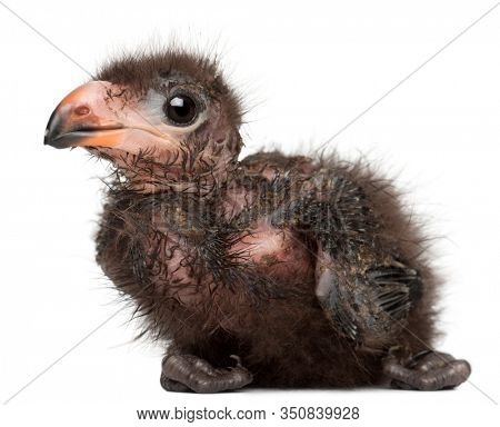 Fischer's Turaco, Tauraco fischeri, 1 week old, in front of white background