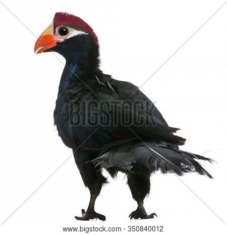 Violet Turaco, Musophaga violacea, standing in front of white background