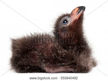 Fischer's Turaco, Tauraco fischeri, 2 days old, in front of white background