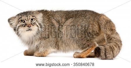 Pallas's cat, Otocolobus manul, 11 years old, in front of white background