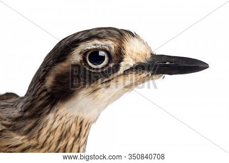 Bush Stone-curlew or Bush Thick-knee, Burhinus grallarius, against white background