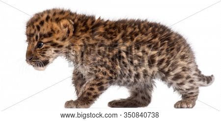 Amur leopard cub walking, Panthera pardus orientalis, 6 weeks old, in front of white background
