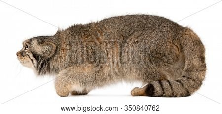 Pallas's cat, Otocolobus manul, 11 years old, in front of white background