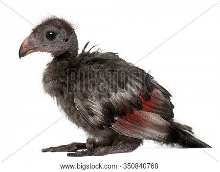 Fischer's Turaco, Tauraco fischeri, 3 weeks old, in front of white background