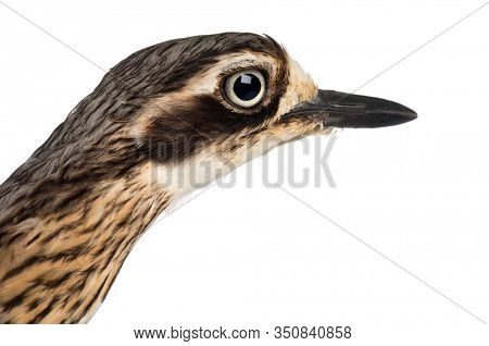Bush Stone-curlew or Bush Thick-knee, Burhinus grallarius, close up against white background