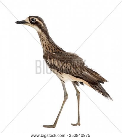 Bush Stone-curlew or Bush Thick-knee, Burhinus grallarius, walking against white background