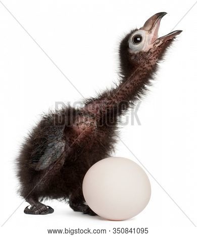 Ross's Turaco, Musophaga rossae, with his hatched egg, 1 week old, in front of white background