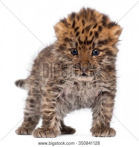 Amur leopard cub, Panthera pardus orientalis, 6 weeks old, in front of white background