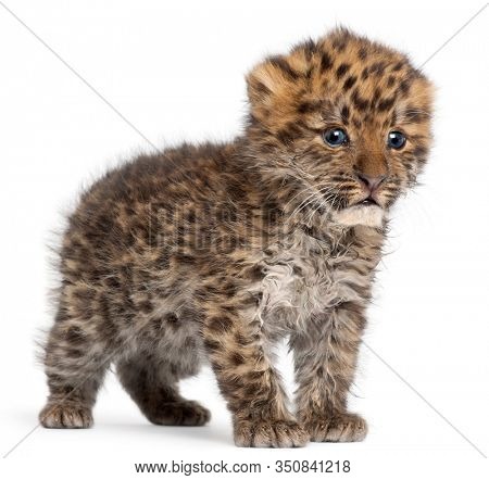 Amur leopard cub, Panthera pardus orientalis, 6 weeks old, in front of white background