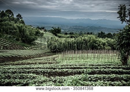 Plantations in Nord Kivu, DRC