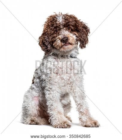 sitting Lagotto Romagnolo dog looking at the camera, isolated on white