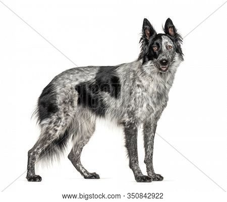 Black and white crossbreed dog, Border Collie and Malinois dog