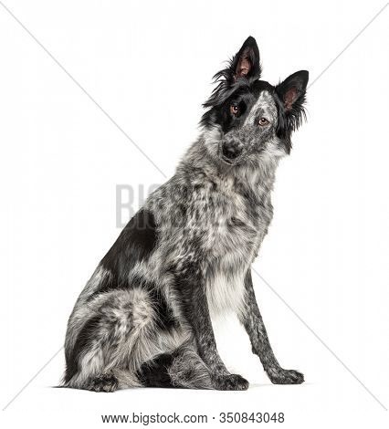 Black and white crossbreed dog, Border Collie and Malinois dog