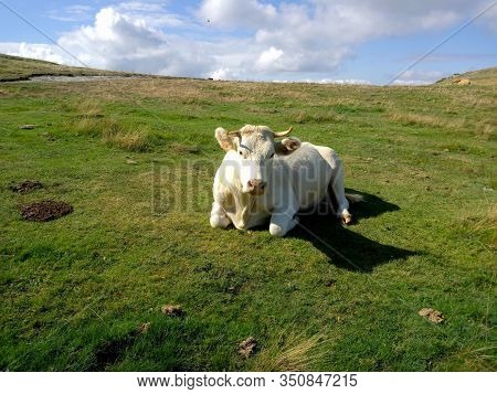 Cow Posing In The Meadow Of The Hiking Trail To Climb The Matagalls.