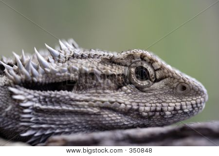 Lézard Dragon