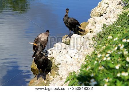 Double-crested Cormorant Sitting On River Shore - Everglades National Park - Florida - Usa