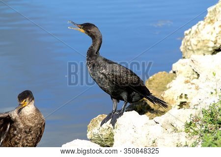 Double-crested Cormorant Sitting On River Shore - Everglades National Park - Florida - Usa
