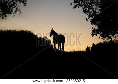Horse Backlight Silhouette In Sunset, Beautiful Free Standing Horse In Sun