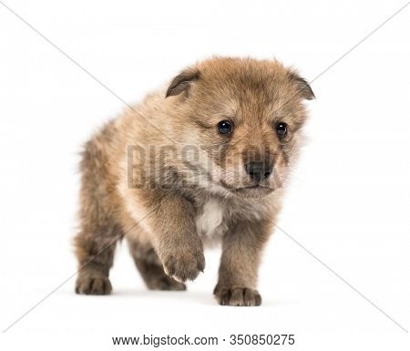 Young Mongolian wolf, or grey wolf, one month old, isolated