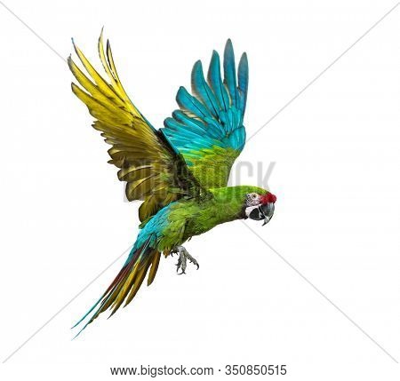 Military macaw, Ara militaris, flying, isolated on white