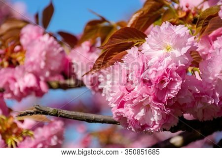 Pink Cherry Blossom Close Up. Spring Has Sprung. Beautiful Nature Background
