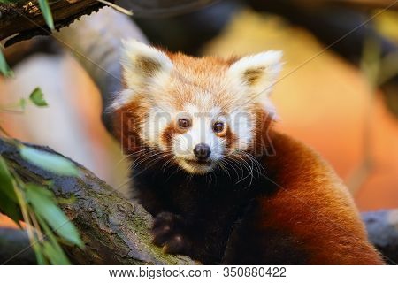 The Red Panda (ailurus Fulgens) , Fire Fox Or Lesser Panda, The Red Bear-cat, And The Red Cat-bear, 
