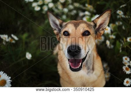 Happy Dog In Blooming Field At Summer Day
