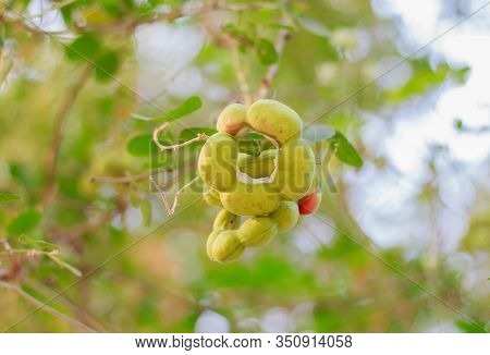 Fresh Manila Tamarind On Tree