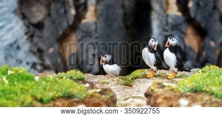 Close View Of Three  Puffins On A Rock  On Sunny Day In Saltee Islands. Ireland.