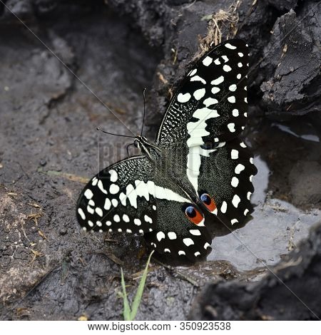 citrus swallowtail or Christmas butterfly (papilio demodocus)