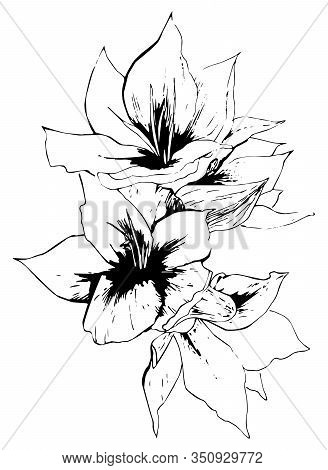 Hand Drawn Graphic Flowers. Vector Illustration. Spring Blossom