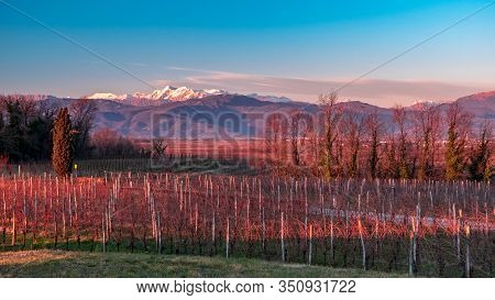 Winter Sunset In The Vineyards Of Collio Friulano