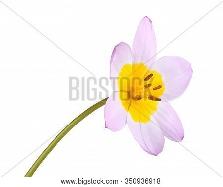 Single Flower Of The Purplish-pink And Yellow Tulip Cultivar Lilac Wonder (tulipa Saxatilis Subspeci