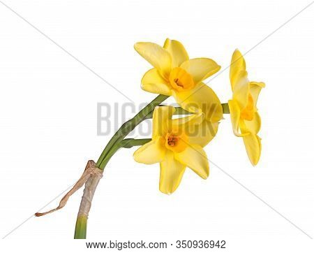 Stem With Three Yellow And Orange Flowers Of The Narcissus Tazetta By N. Jonquilla Hybrid Daffodil C